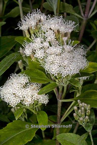 ageratina exerto venosa 3 graphic